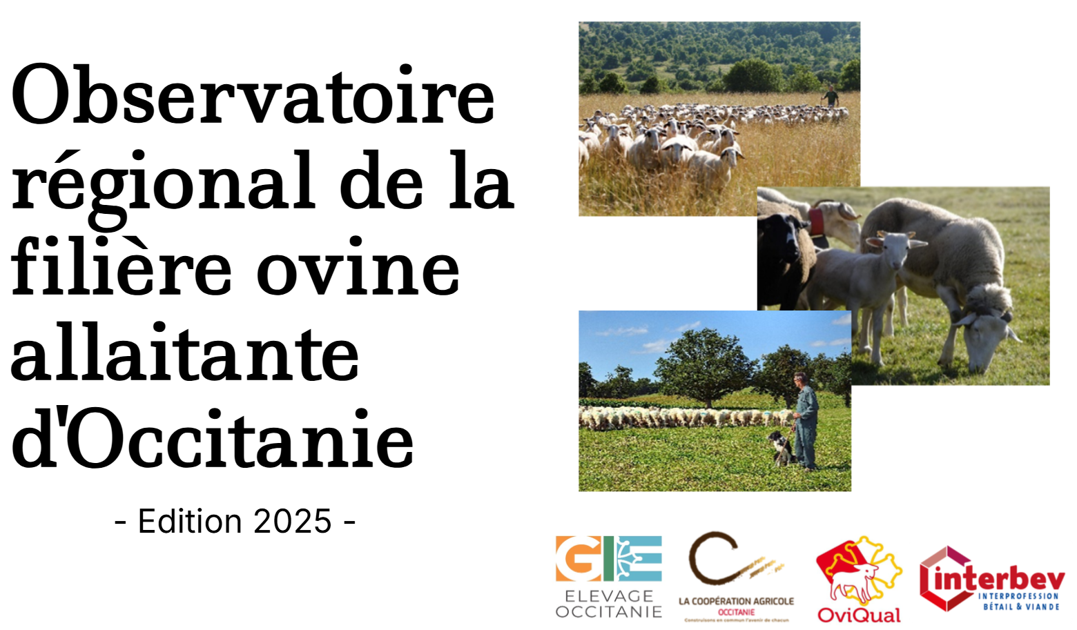 page de garde obs ovin viande